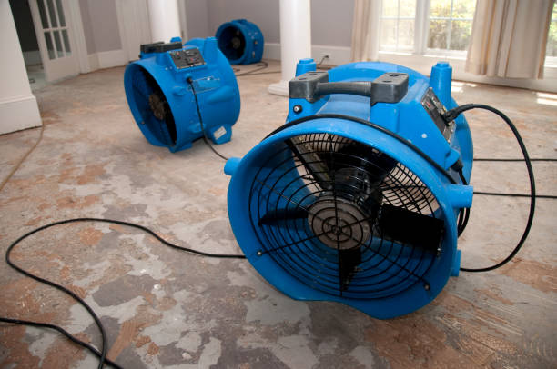 Best Mold removal after water damage  in Culpeper, VA